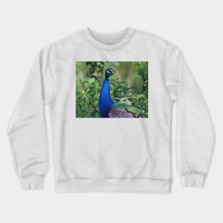 Peacock Portrait Crewneck Sweatshirt